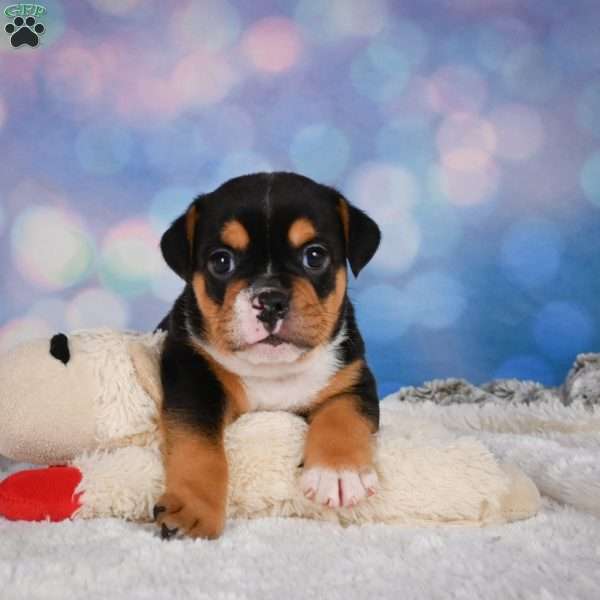 Buddy, Miniature Bulldog Puppy